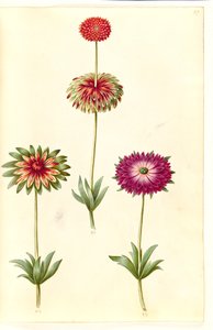 Anemone ×fulgens (Shining Anemone)