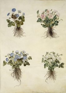 Liverleaf (Blue Anemone)