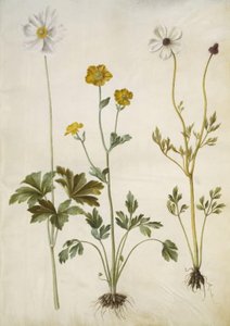Snowdrop Anemone; Montpellier Buttercup; Persian Buttercup