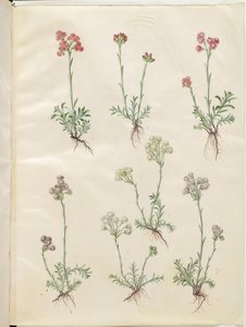 Antennaria dioica (Common Cat
