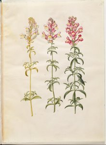 Antirrhinum majus (Garden Snapdragon)