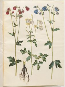 Aquilegia vulgaris (Common Columbine)