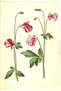 Aquilegia Vulgaris (Common Columbine)