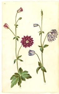 Aquilegia Vulgaris (Common Columbine)