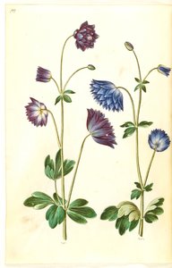 Aquilegia vulgaris (Common Columbine)