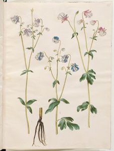 Aquilegia vulgaris
