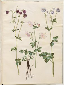 Aquilegia vulgaris (Common Columbine)
