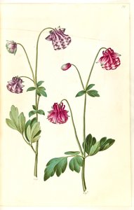 Aquilegia vulgaris (Common Columbine)