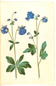 Aquilegia vulgaris (Common Columbine)