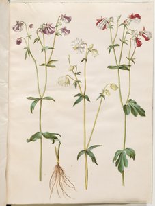 Aquilegia Vulgaris (Common Columbine)