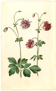 Aquilegia Vulgaris (Common Columbine)