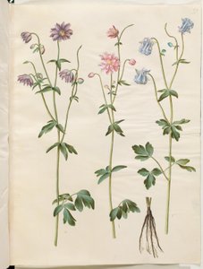 Aquilegia Vulgaris (Common Columbine)