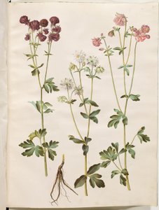 Aquilegia vulgaris (Common Columbine)