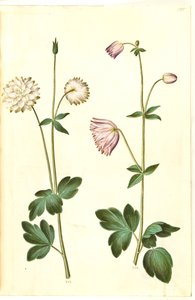 Aquilegia vulgaris (Common Columbine)