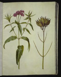Asclepias incarnata (swamp milkweed)