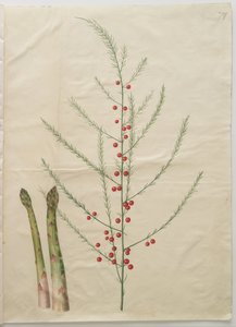Asparagus officinalis