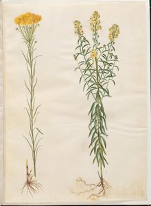Aster Linosyris (Goldilocks Aster); Linaria Vulgaris (Common Toadflax)