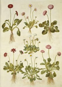 Bellis perennis (common daisy)