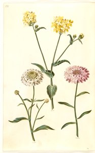 Brassica napus (rapeseed); Iberis amara (bitter candytuft)