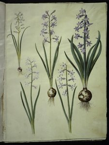 Brimeura Amethystina (Pyrenean Hyacinth); Hyacinthus Orientalis (Common Hyacinth)