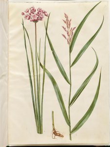 Butomus umbellatus (Flowering Rush); Phragmites australis (Common Reed)