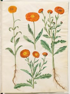 Calendula Officinalis (Garden Marigold)