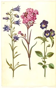 Campanula rotundifolia (Harebell); Silene viscaria (Sticky Catchfly); Viola tricolor (Wild Pansy)
