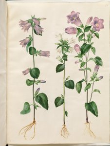 Campanula trachelium (Nettle Bellflower); Campanula medium (Canterbury Bells)