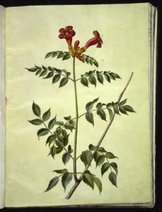 Campsis Radicans (Common Trumpet Vine)