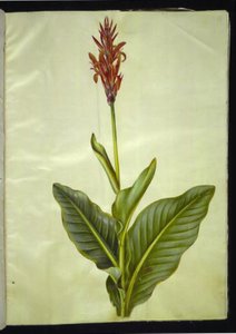 Canna indica (Edible Canna)