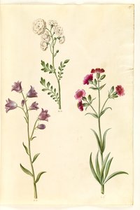 Cardamine pratensis (Cuckooflower); Campanula rotundifolia (?) (Harebell); Silene vulgaris (?) (Bladder Campion)