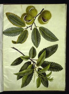 Castanea sativa (Sweet Chestnut) by Hans Simon Holtzbecker