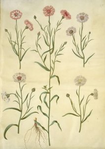 Centaurea Cyanus (Cornflower)