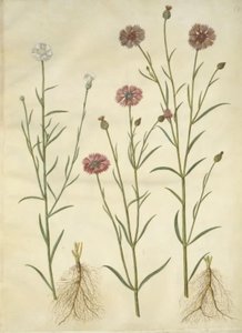 Centaurea cyanus (Cornflower)