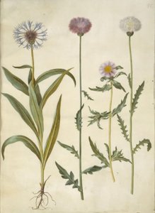 Centaurea montana (Mountain Knapweed); Amberboa moschata (Sweet Sultan)