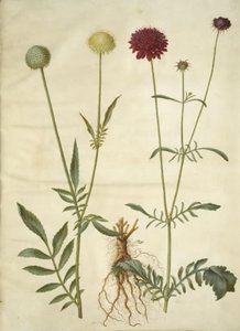 Cephalaria leucantha (White Scabious); Scabiosa atropurpurea (Pincushion Flower)