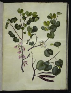 Cercis siliquastrum (Common Judas Tree)