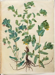 Cerinthe Major