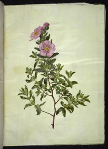 Cretan Rockrose by Hans Simon Holtzbecker