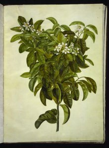 Citrus limon (Common Lemon) by Hans Simon Holtzbecker