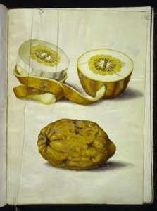 Citrus Medica (Citron)