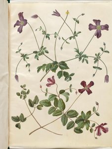 Clematis viticella (Italian Clematis) by Hans Simon Holtzbecker