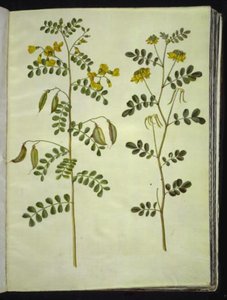 Colutea arborescens; Hippocrepis emerus