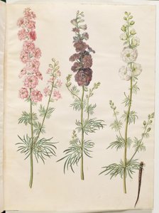 Consolida Ajacis (Rocket Larkspur)