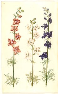 Consolida ajacis (garden larkspur)