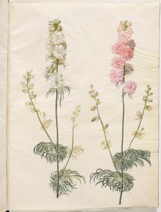 Consolida Ajacis (Garden Larkspur)