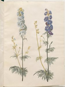 Consolida ajacis (garden larkspur)