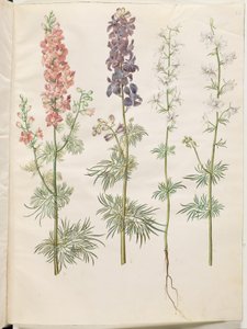 Consolida Ajacis (Garden Larkspur)