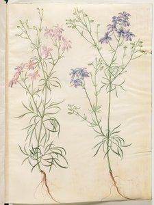 Consolida regalis (Field Larkspur)