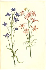 Consolida regalis (Field Larkspur)